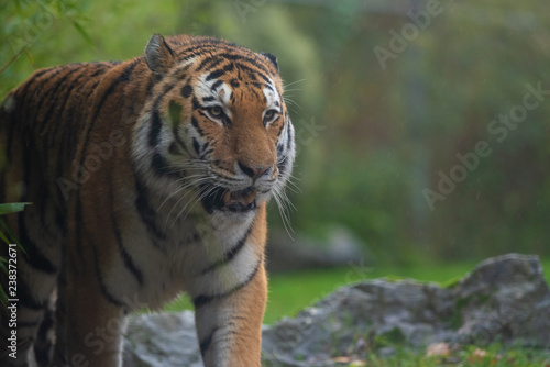 Amur Tiger