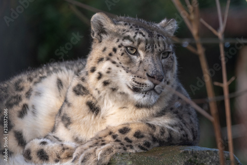 Snow Leopard