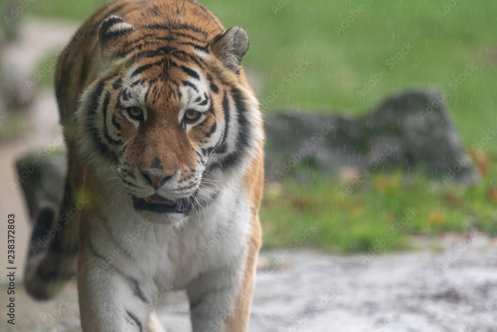 Obraz premium Amur Tiger