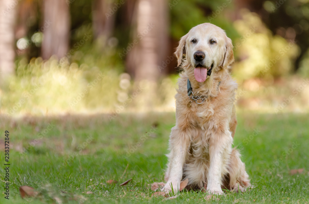 Labrador Retriever dog sitting on green grass. Open mouth. Blurry background. Copy space