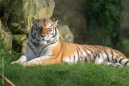 Amur Tiger