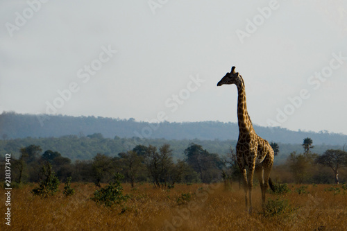 Photography Giraffe in Tanzania