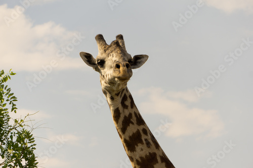 Fototapeta Naklejka Na Ścianę i Meble -  giraffe in Tanzania