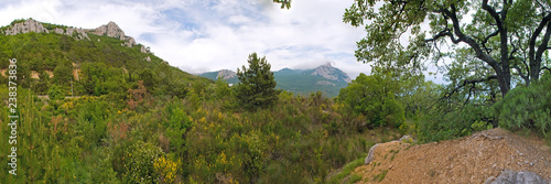 Tree in mountains