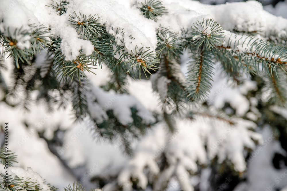 The branch of a silver fir covered with snow The branch of a silver fir covered with snow