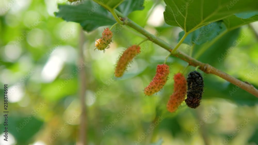 The mulberry is on the branch which swayed the wind The mulberry is on the branch which swayed the wind