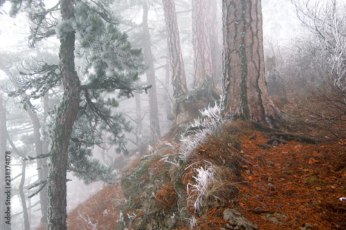 Fog in the mountain forest