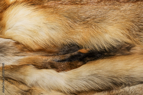Natural animal fur background texture. yellow fox wool close-up