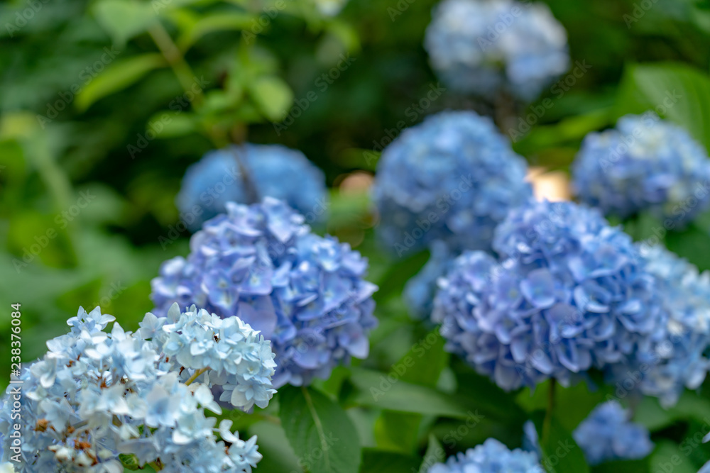 Hydrangeas at Meigetsuin, Kamakura, Kanagawa, Japan 鎌倉 明月院の紫陽花 Hydrangeas at Meigetsuin, Kamakura, Kanagawa, Japan 鎌倉 明月院の紫陽花