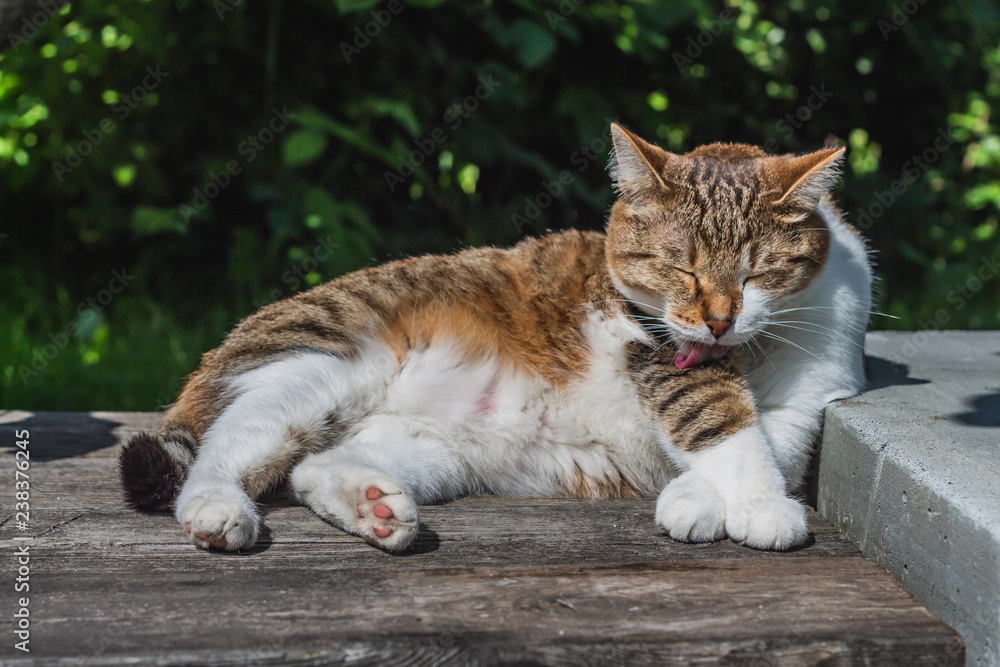 A beautiful adult young tabby fun and fat cat with closed eyes and brown velvet wet nose lies on a gray old bench and licks its paw with a pink and rough tongue in a garden