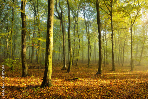 Sunny Natural Forest in Early Autumn with some Morning Fog