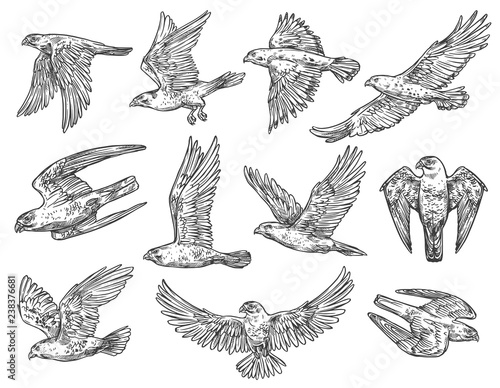 Birds of prey sketches. Eagle, falcon and hawk