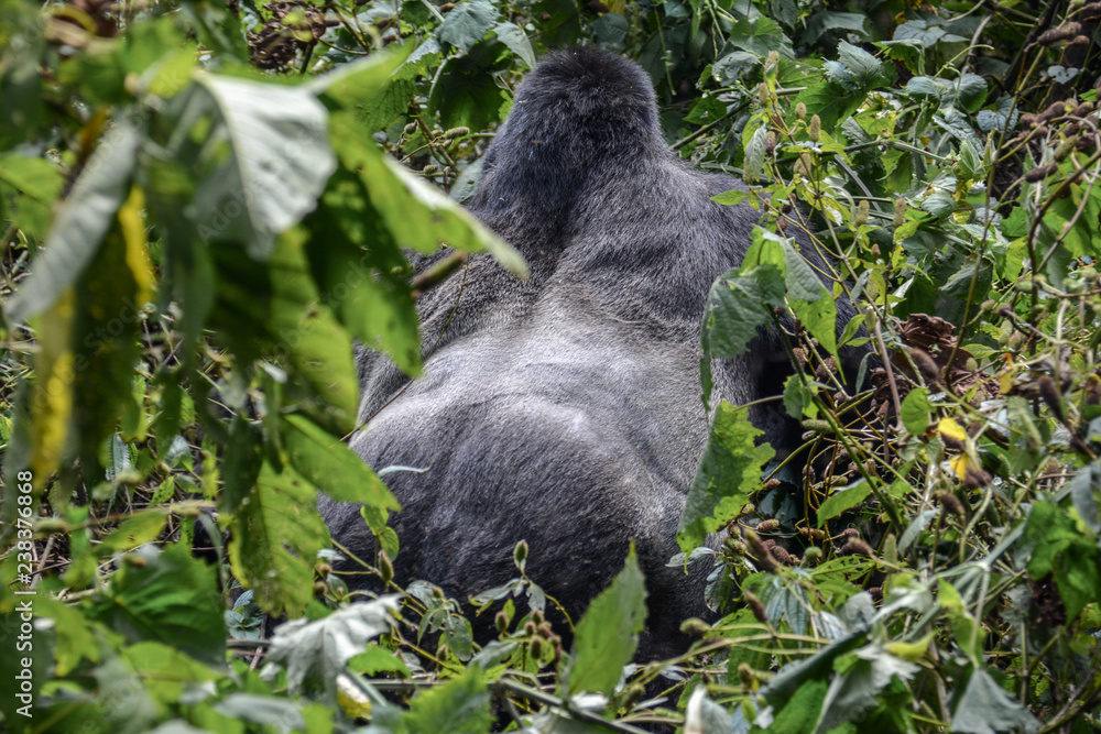 Massive backside of the silverback mountain gorilla