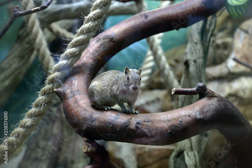 Cute gray rodent Moco or Rock Cavy Kerodon Rupestris on a branch