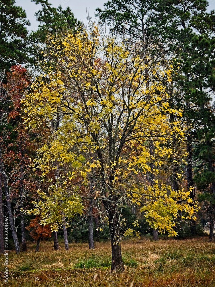 Fall Tree Colors 1