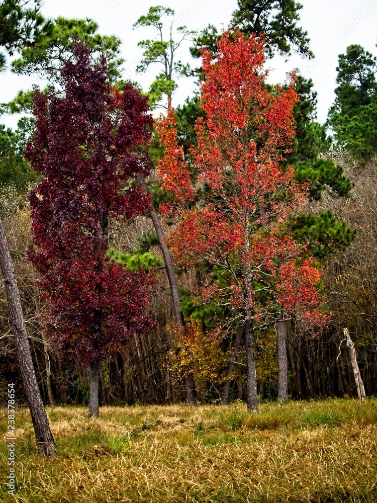 Naklejka premium Red and Orange Fall Trees
