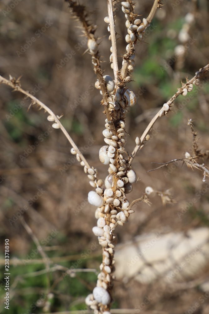 paysage en Sicile petits escargots blancs paysage en Sicile petits escargots blancs