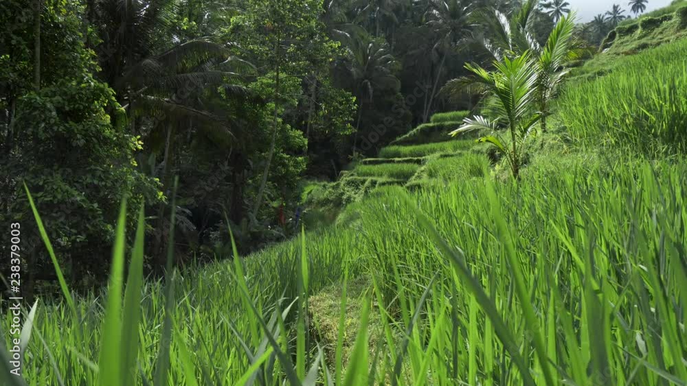 Rice terraces are situated in Tegallalang, Bali, Indonesia. Equatorial nature landscape. Lush green rice terraces close-up during a bright sunny day. UHD Rice terraces are situated in Tegallalang, Bali, Indonesia. Equatorial nature landscape. Lush green rice terraces close-up during a bright sunny day. UHD