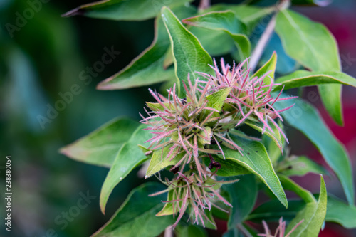 Indian Abelia Sepals in Autumn