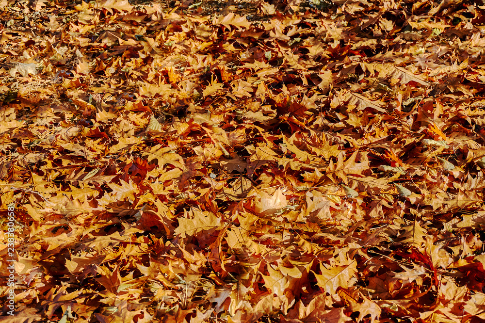 Red oak leaves on the ground after autumn foliage. Yellow, orange leaves in the rays of the daytime sun. Original texture. Nature concept for design. Red oak leaves on the ground after autumn foliage. Yellow, orange leaves in the rays of the daytime sun. Original texture. Nature concept for design.