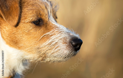 Nose of a cute jack russell puppy pet dog