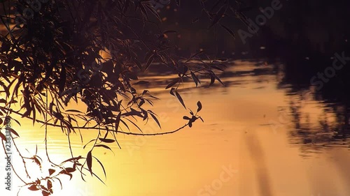 Backlight shot of slowly fowing water and dancing mosquitos in sunset photo