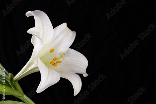 white lily flower on black background