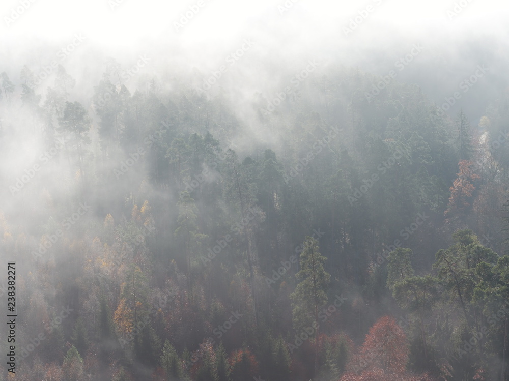 Nebel über Wald 2