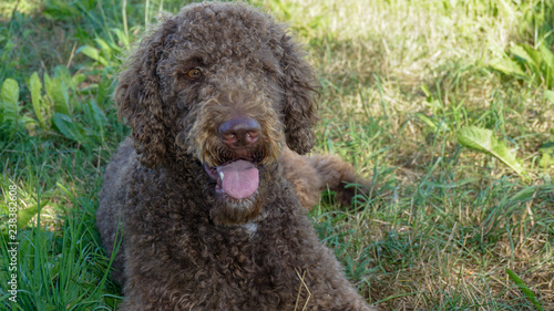 Brauner Labradoodle liegt im grünen Gras im Park photo