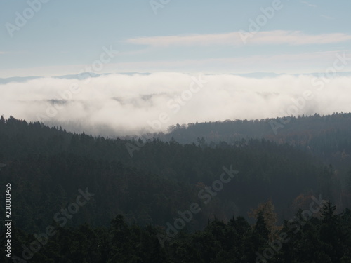 Nebel   ber Wald 4