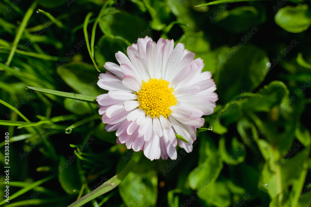 white daisy flower white daisy flower
