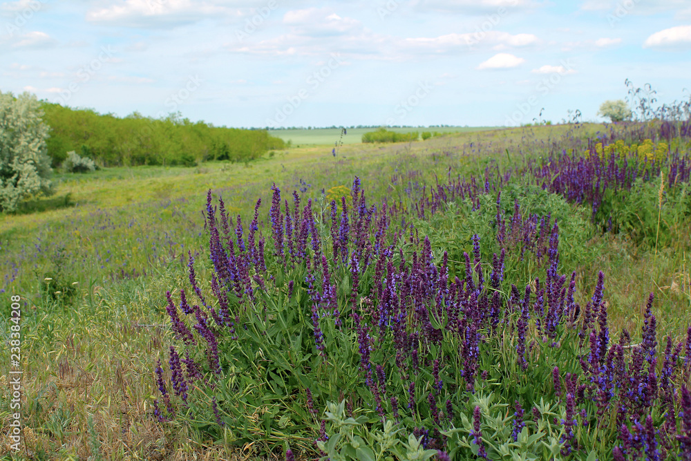 field of wild flowers/ meadow field of wild flowers/ meadow