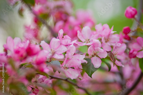 pink flowers in garden © Elena 