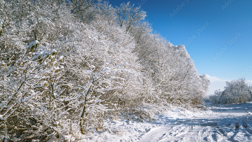 winter, snow, tree, forest, landscape, cold, frost, nature, sky, white, ice, blue, christmas, trees, mountain, frozen, season, snowy, pine, beautiful, outdoor, scene, park, wood, woods winter, snow, tree, forest, landscape, cold, frost, nature, sky, white, ice, blue, christmas, trees, mountain, frozen, season, snowy, pine, beautiful, outdoor, scene, park, wood, woods