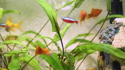 Feeding home small aquarium young hungry fish. Couple of orange guppies, couple of yellow gelius barbs, small swordsman fish, red and blue neons, nannostomus. photo