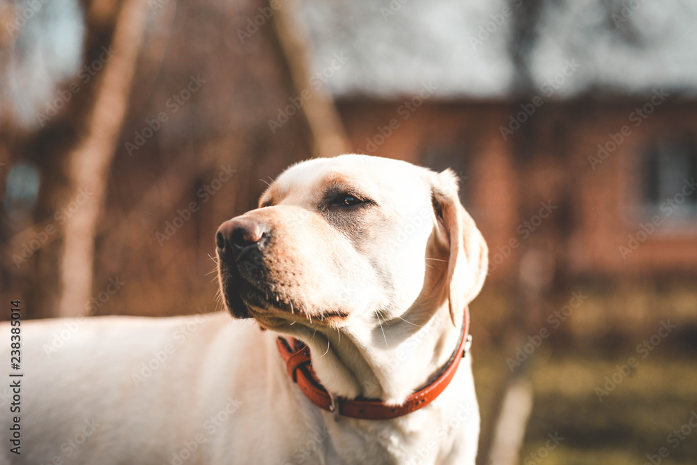 Serious labrador Serious labrador