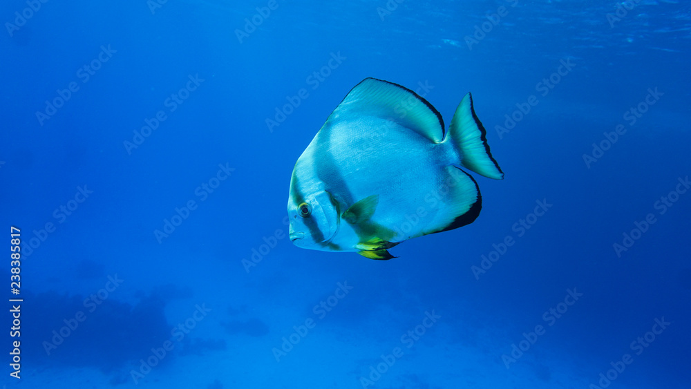 Fledermausfisch im Roten Meer