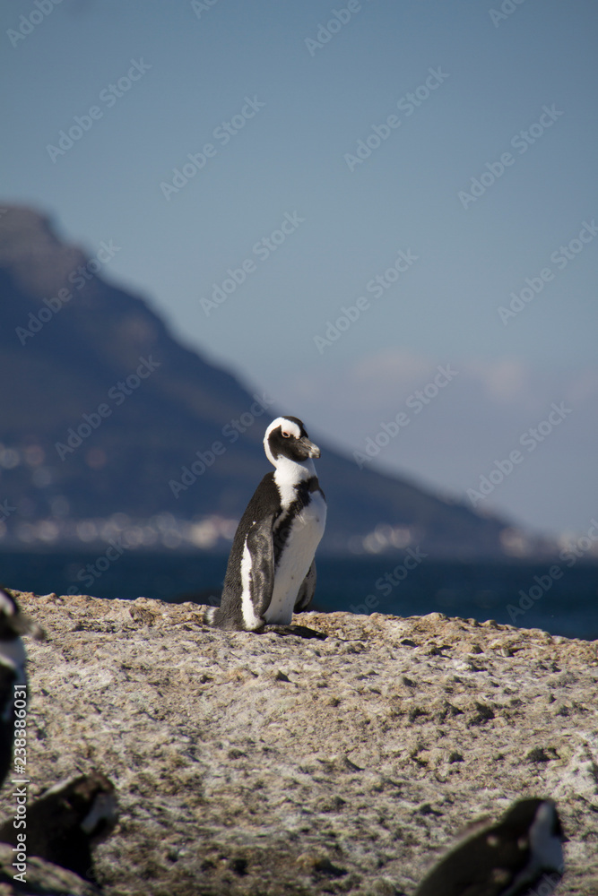 Obraz premium Colony of jackass penguins, boulder beach, Cape Town, South Africa