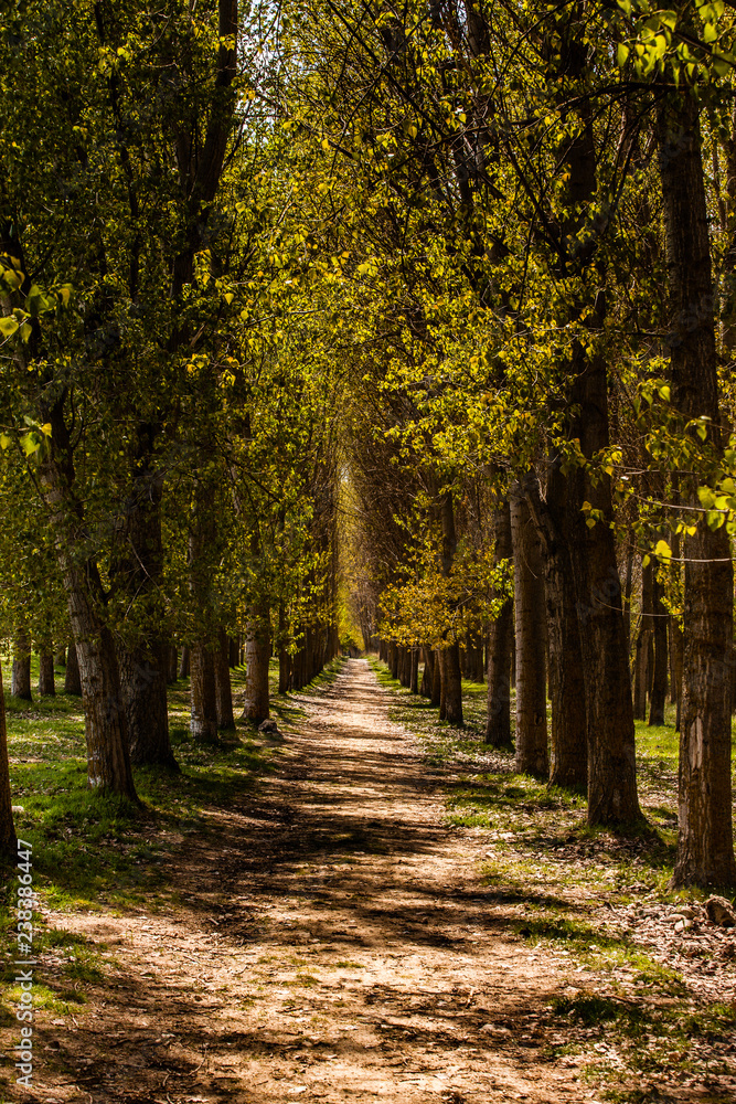 Walking in the spring forest. Fuentidueña, Segovia. Spain. Walking in the spring forest. Fuentidueña, Segovia. Spain.