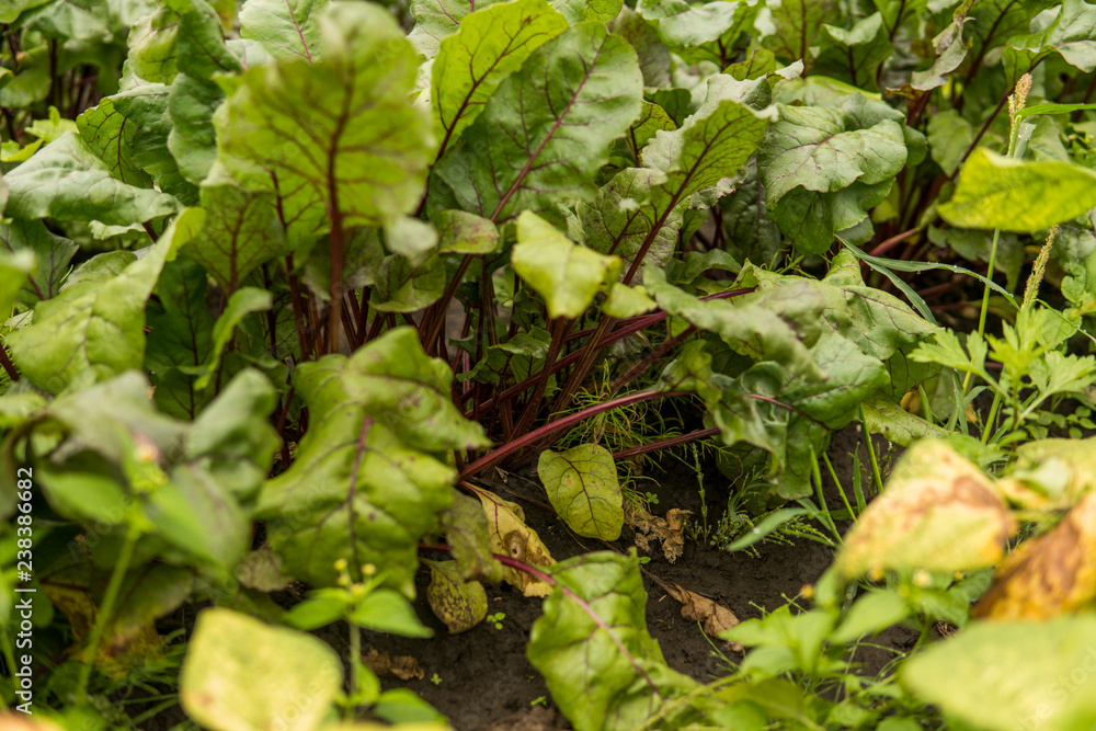 Fototapeta premium Beet green leaves growing in the garden.