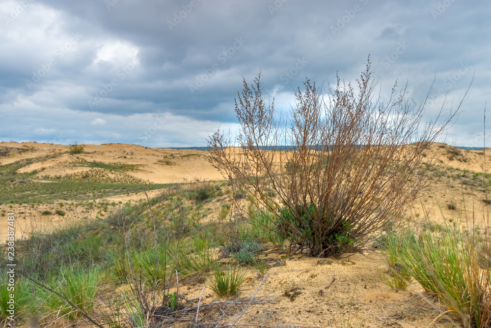 The dry plant in the sandy desert with the cloudy sky