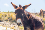 donkey by sunny day