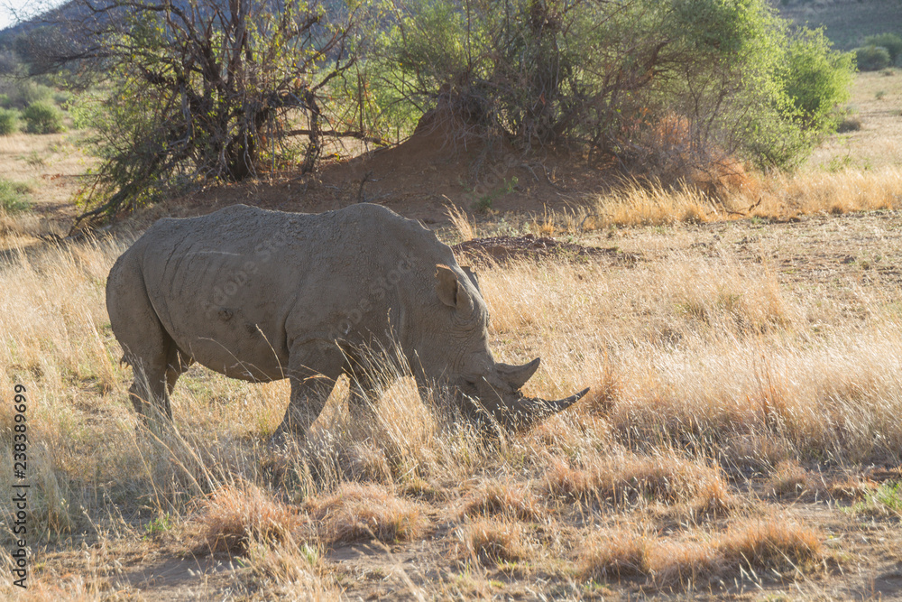 Southern white rhinoceros / southern square-lipped rhinoceros strolling around in savannah in a national park in South Arfica Southern white rhinoceros / southern square-lipped rhinoceros strolling around in savannah in a national park in South Arfica