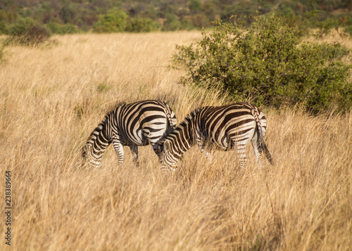 Zebras wandering around the savannah of Pilanesberg national park  South Africa