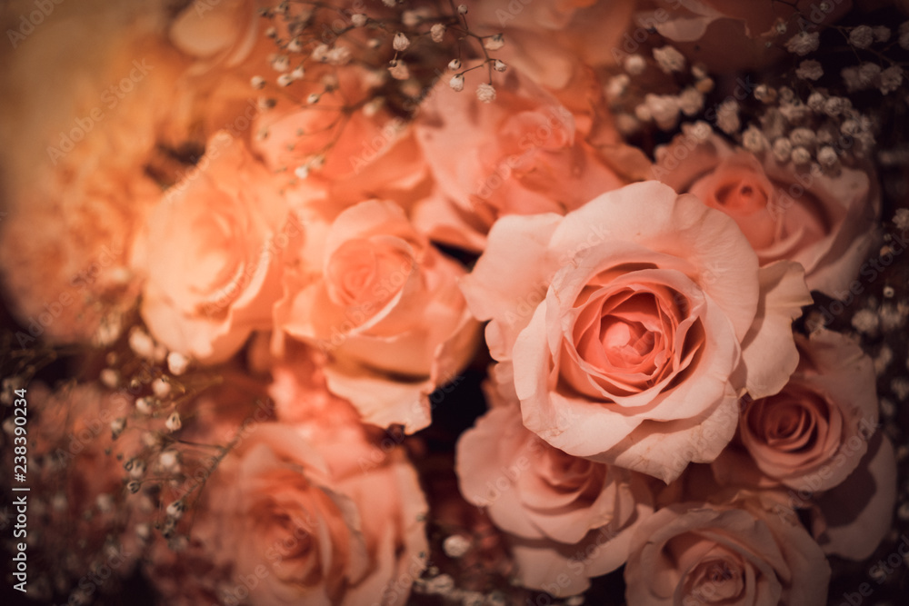 Closeup Blooming Pink roses, beautiful Pink rose with bokeh background.Roses 's symbol of love. Closeup Blooming Pink roses, beautiful Pink rose with bokeh background.Roses 's symbol of love.