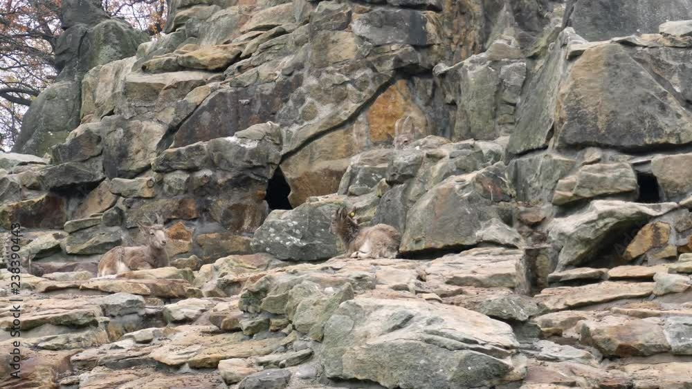 Mountain goat, Siberian Ibex family on rocks Mountain goat, Siberian Ibex family on rocks