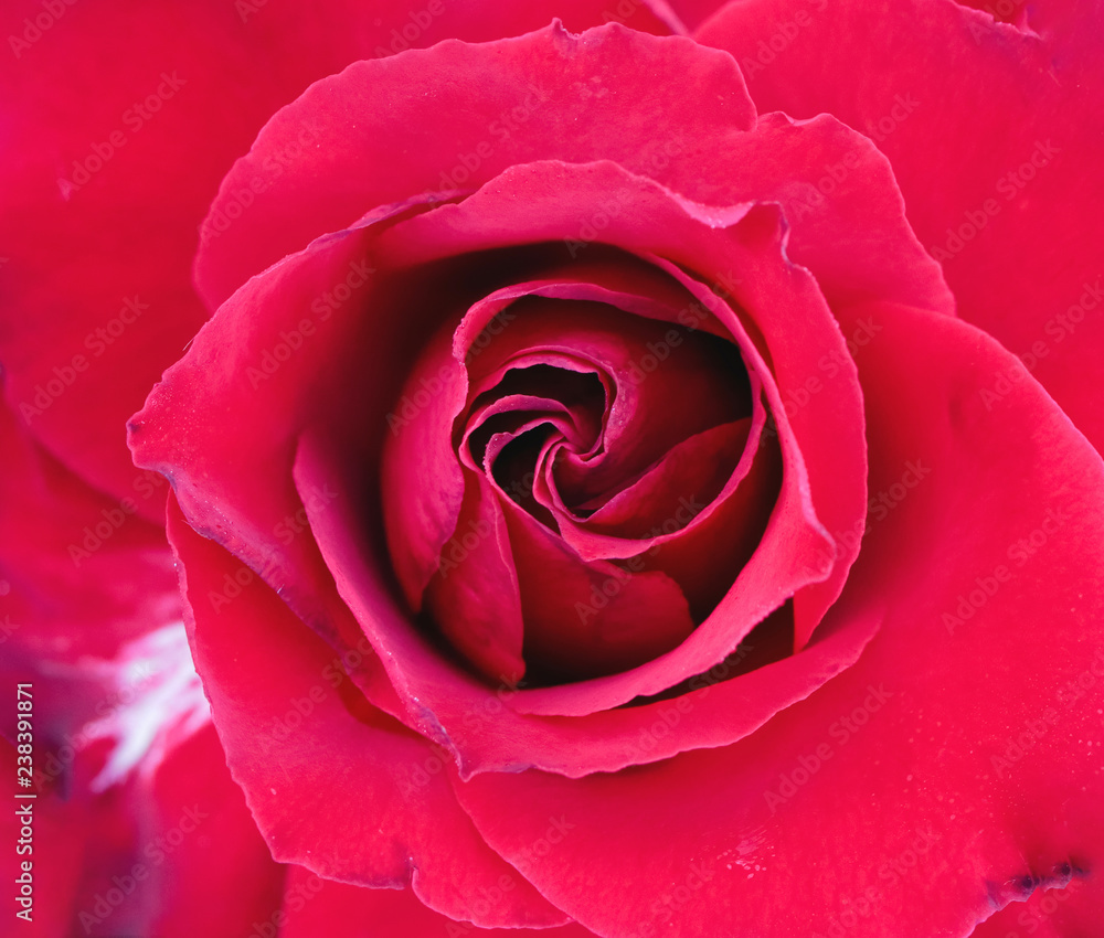 close up macro of beautiful red rose for valentine close up macro of beautiful red rose for valentine