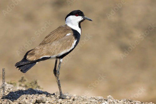 spur winged plover, common bird in Egypt and Africa.