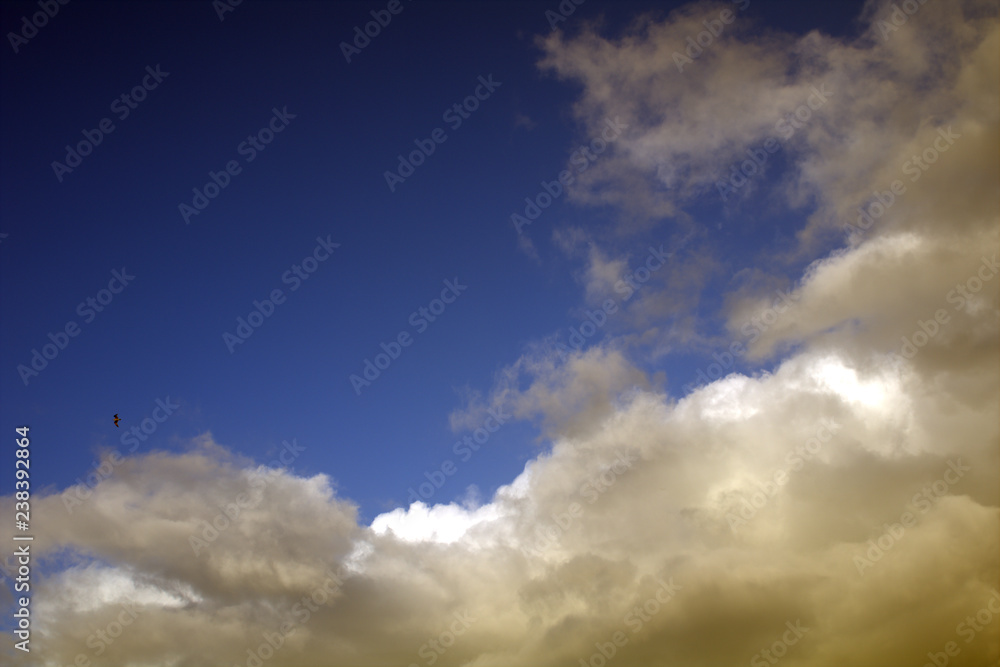 Fototapeta premium blue sky with clouds, cloud, blue, nature, weather, white,seagull,day, light, cloudscape, atmosphere,