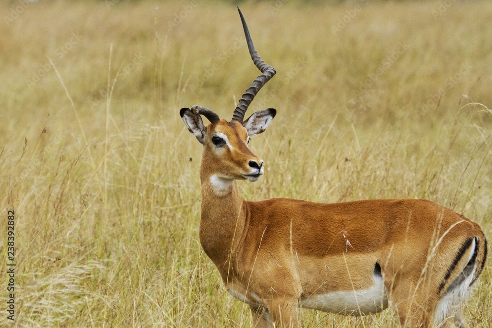 Male Impala with one horn after he lost the other one during a fight with another competitor. 